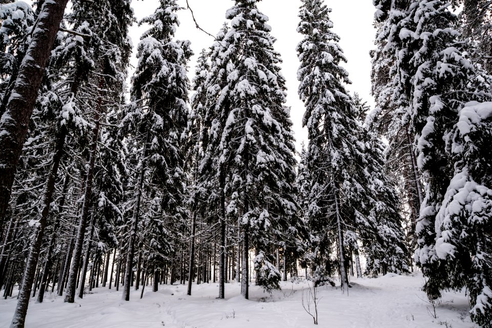 Forest scene with fresh snow.