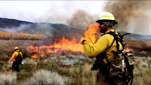 Fire and Cranes photo