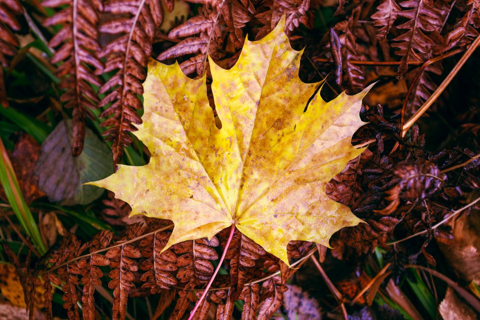 Fall maple leaf