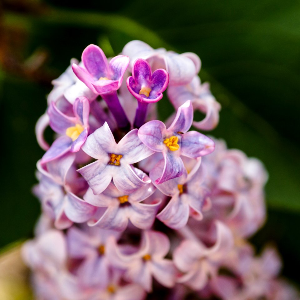 lilacs