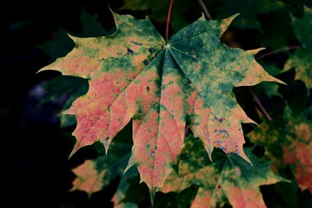 Fall maple photo