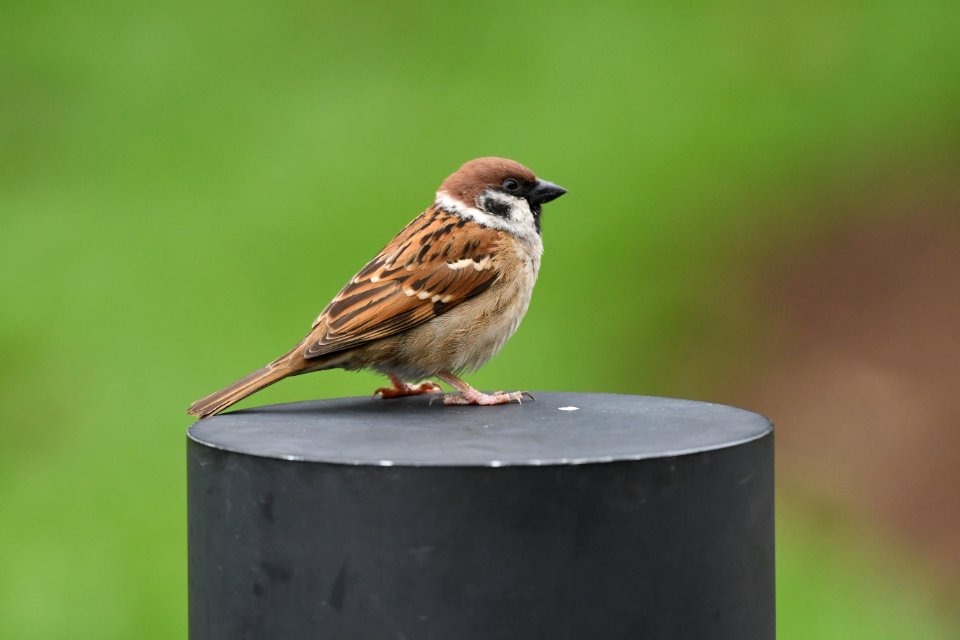 舞台上的麻雀 Sparrow on stage