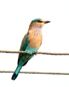 Indian Roller