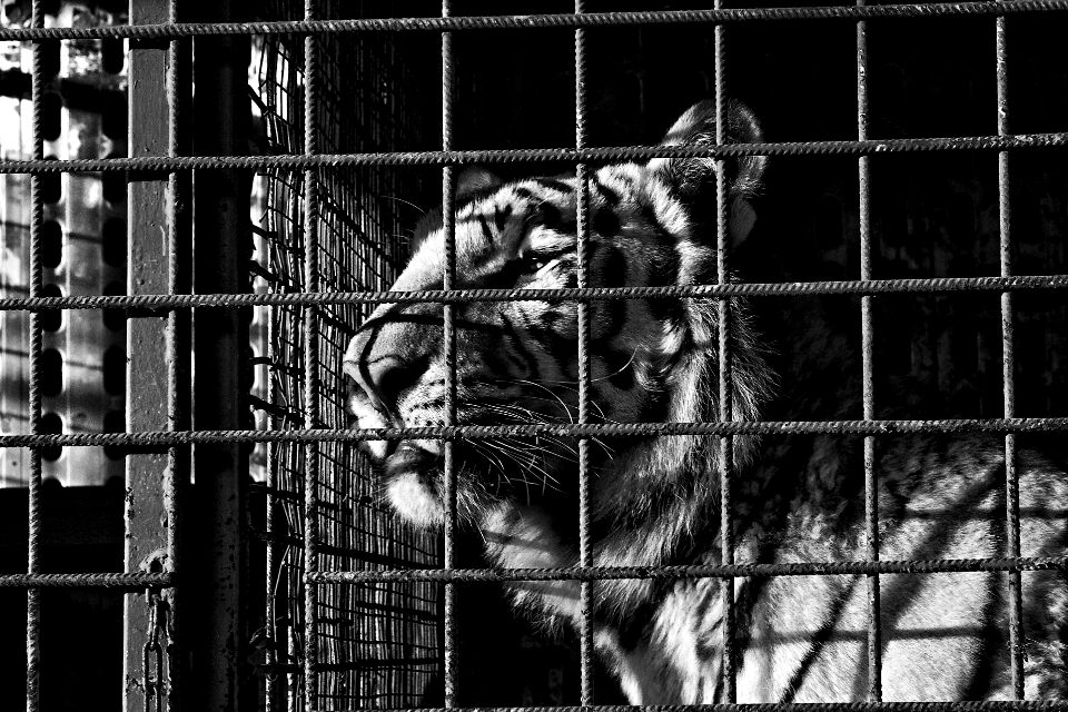 white tiger in a cage