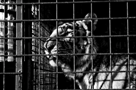 white tiger in a cage
