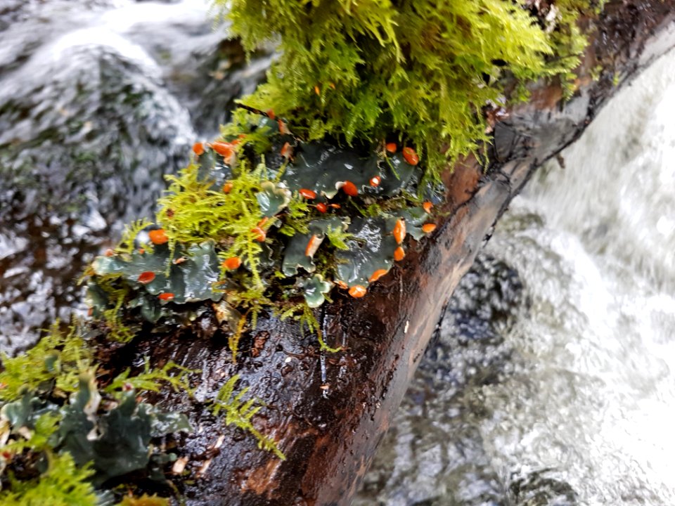 Peltigera horizontalis