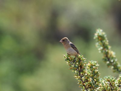 Lazuli Bunting Female 1 photo