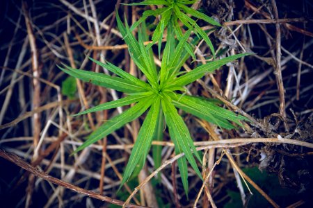 Young plant