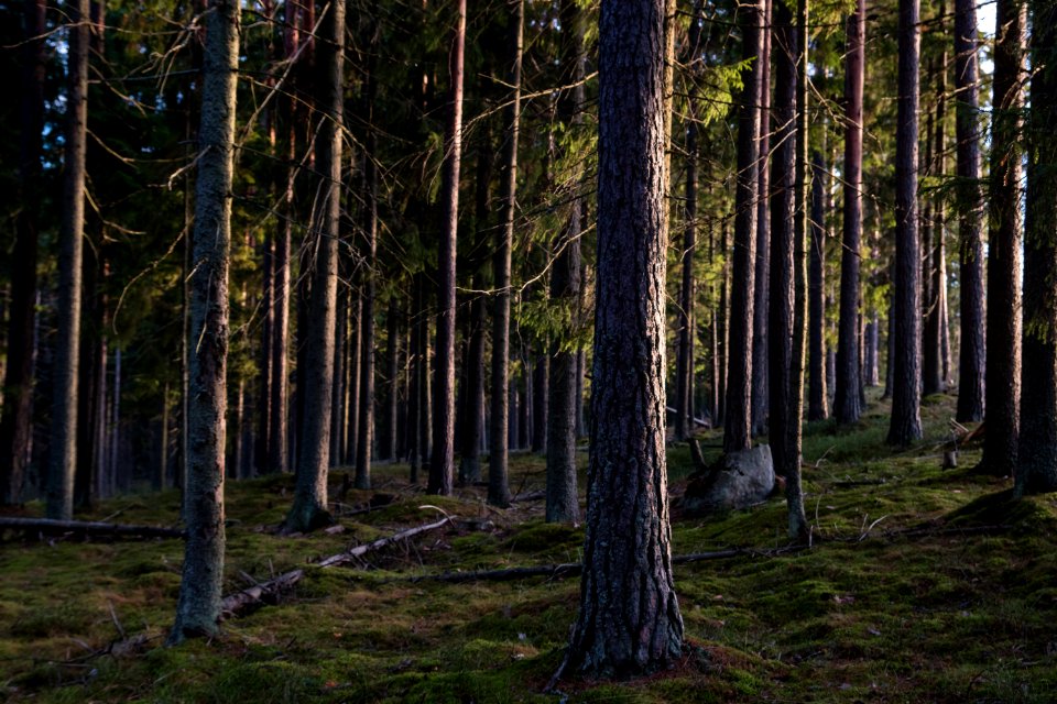 Mossy forest scenery.