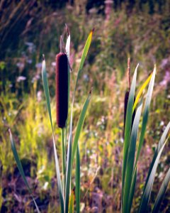 Typha photo