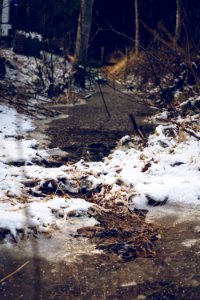 Forest ditch