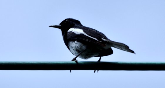 鵲鴝 Copsychus saularis