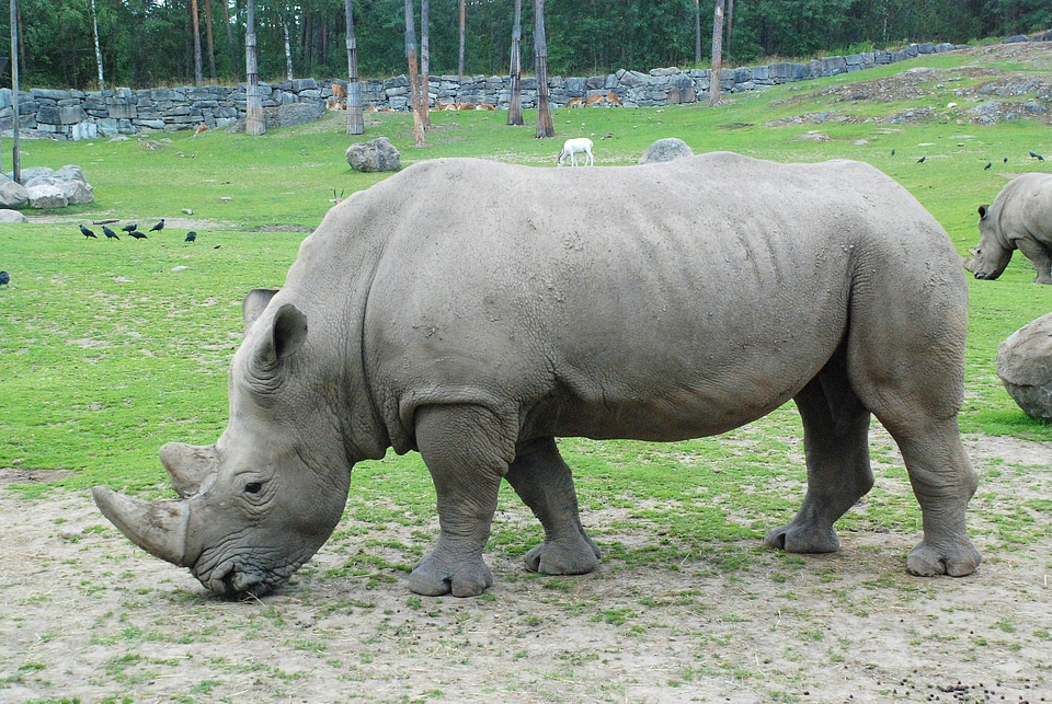 Hippo nature mammal