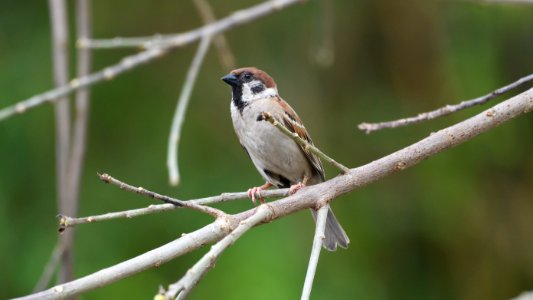 麻雀 Sparrow