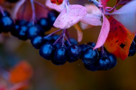 Chokeberry in fall colors photo