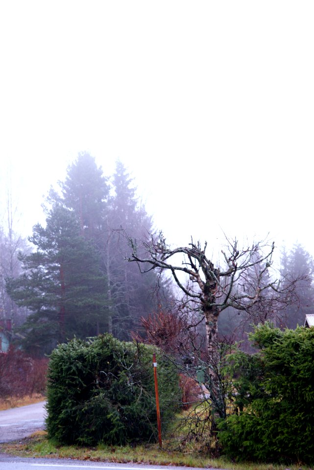 Misty morning
