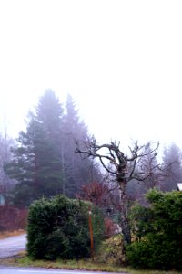 Misty morning photo