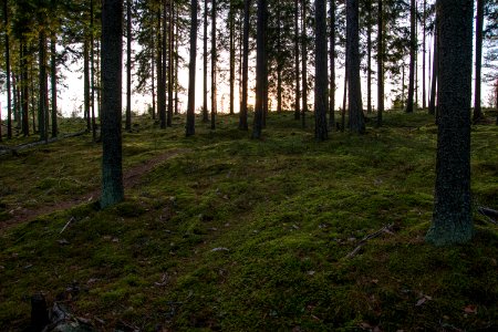 Back lit forest. photo