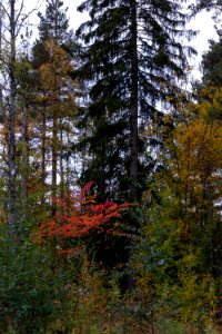 Evergreens and fall colors photo