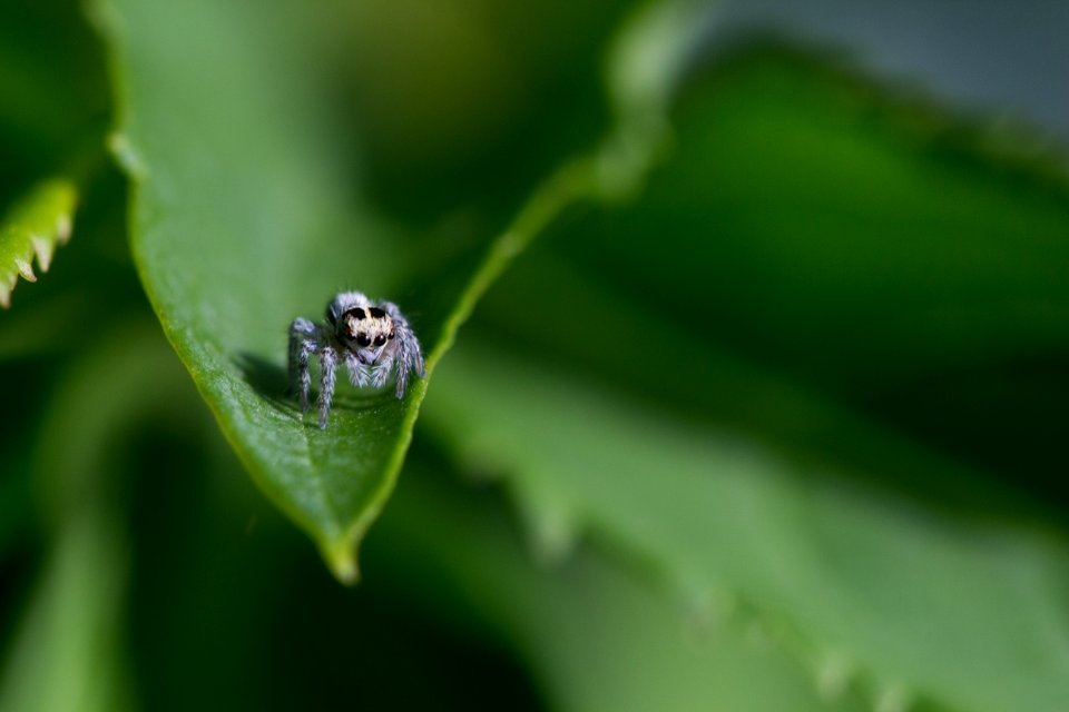 Salticidae/Jumping Spider