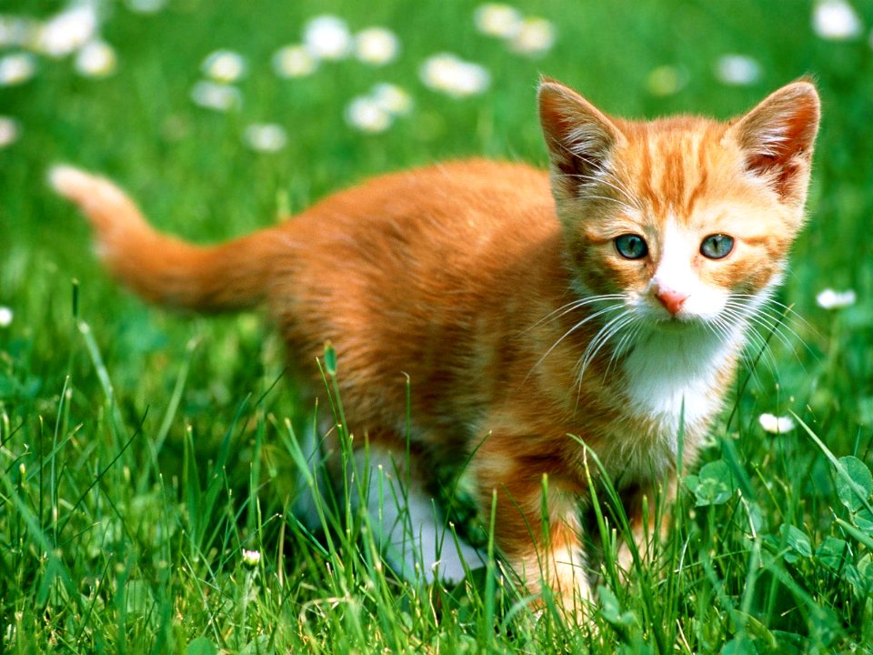 cat3