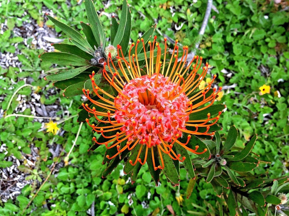 Blossom petal exotic