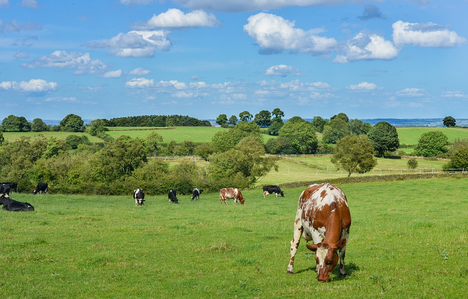 Farm animals agriculture