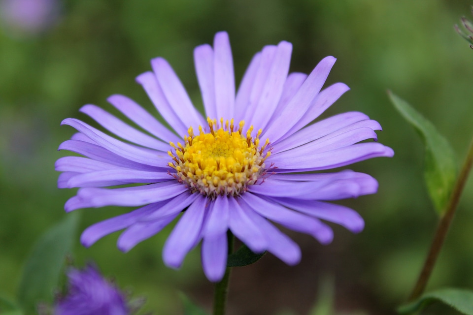 Summer flowers purple plant