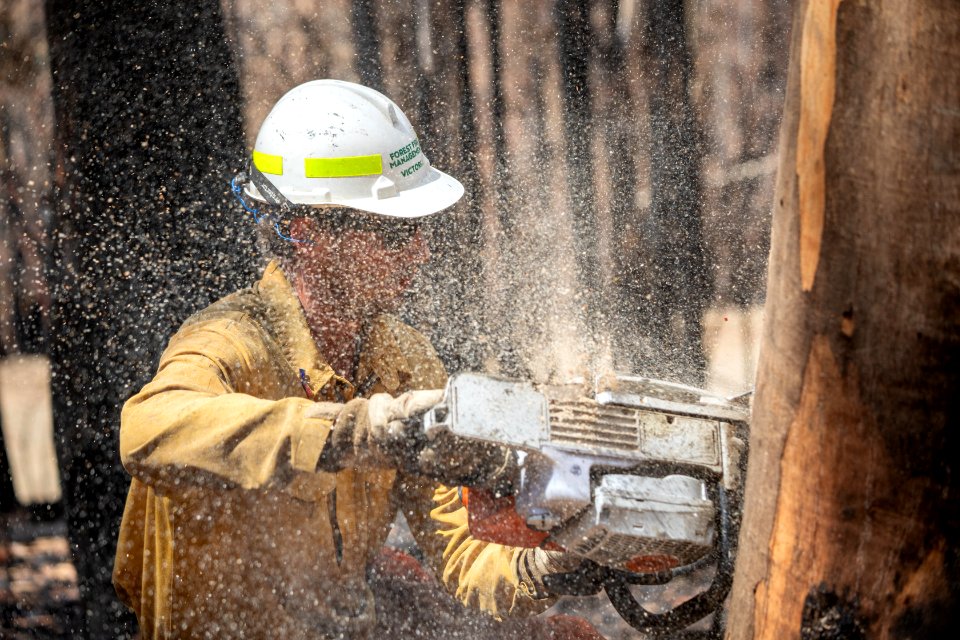US Task Force faller cutting hazard trees