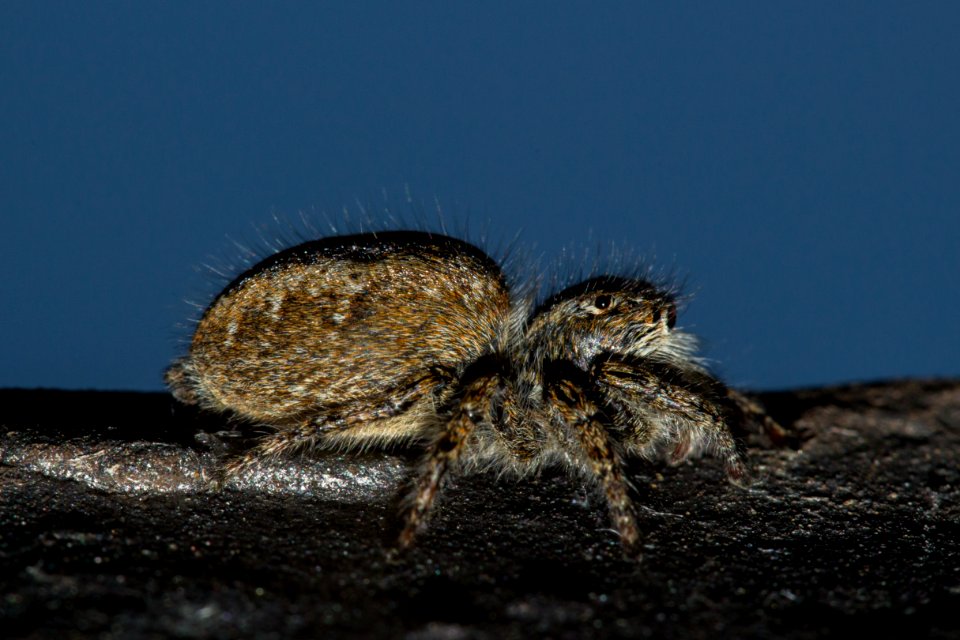 Ragno Salticidae/ Jumping Spider