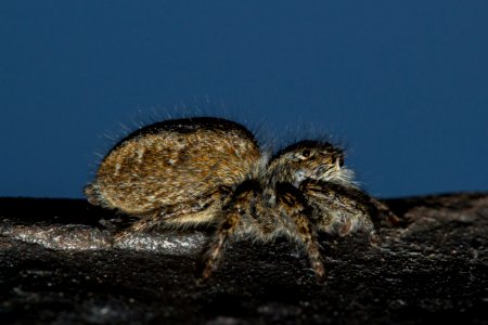 Ragno Salticidae/ Jumping Spider