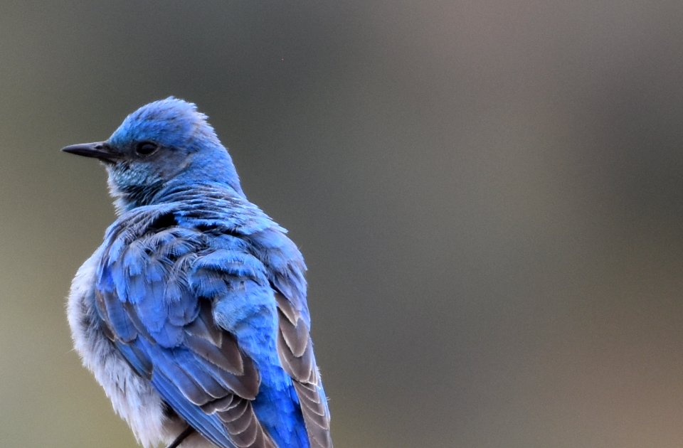 Mountain Bluebird Preen