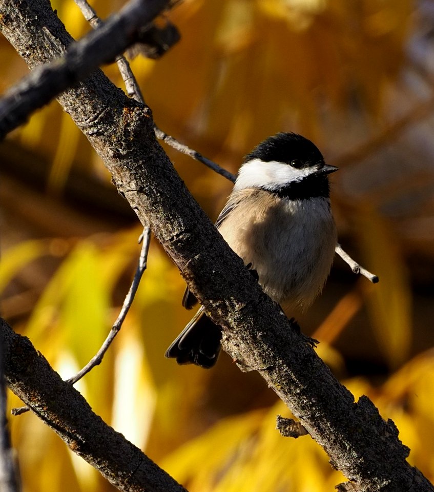 Black-capped Chickadee