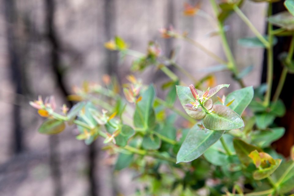 Post-wildfire recovery in Australia