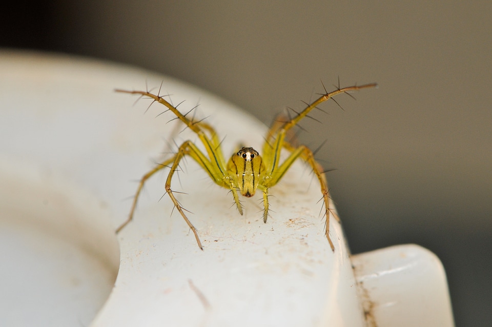 Wildlife scary small