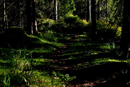 forest path photo