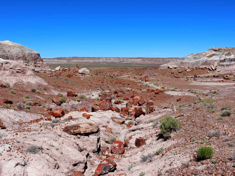 Petrified Forest NP in AZ