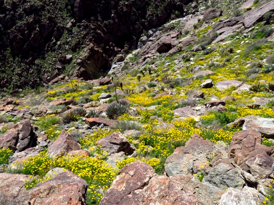 Wildflowers at Anza-Borrego Desert SP in CA