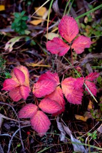 Fall colors photo