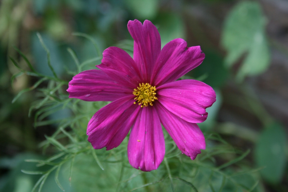 Plant nature flowers