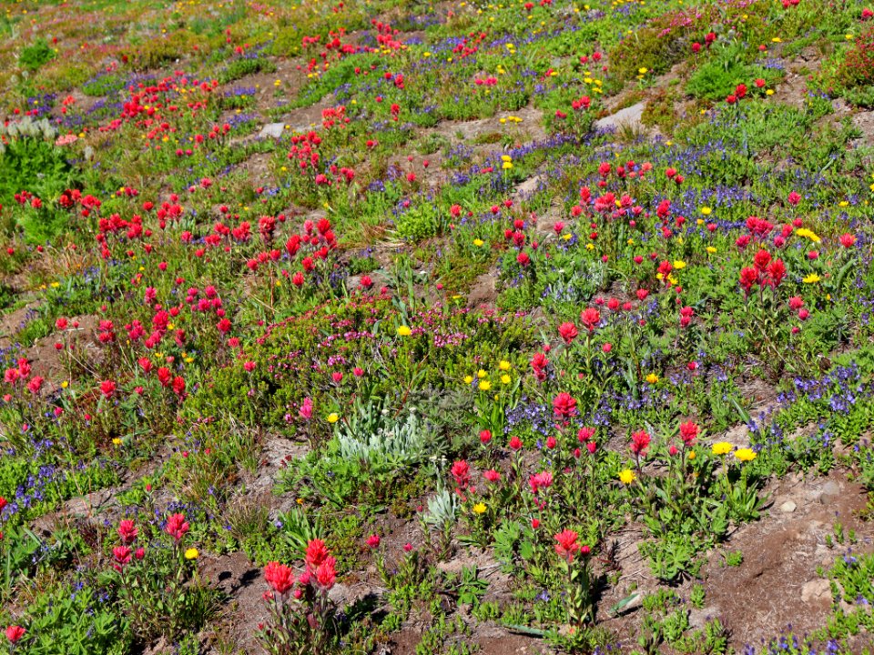 Goat Rocks Wilderness in WA