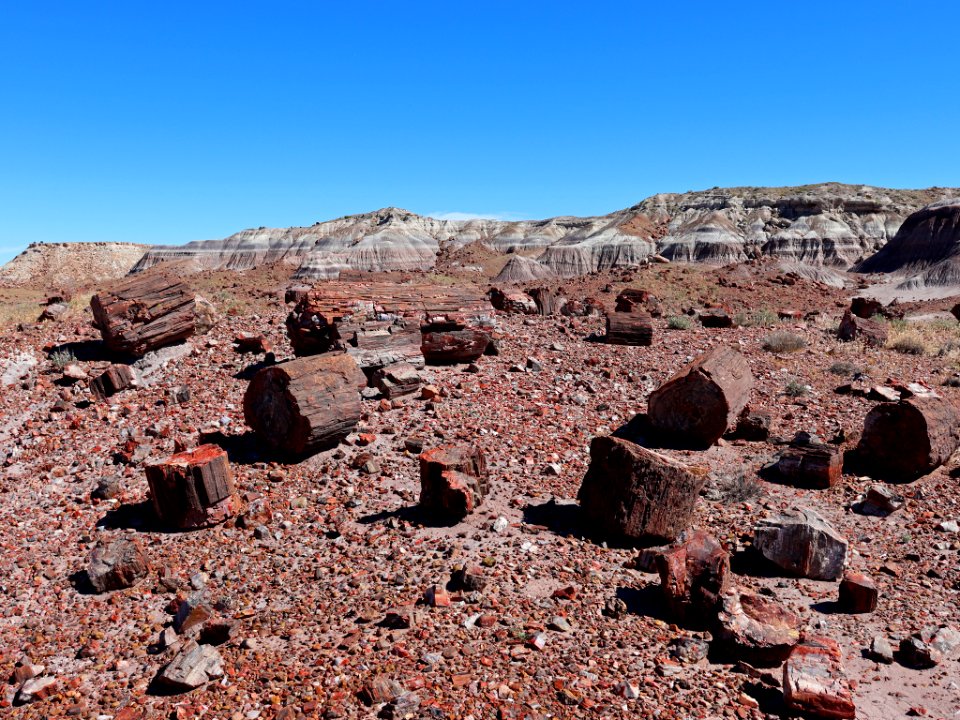 Petrified Forest NP in AZ