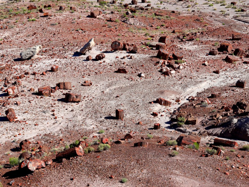 Petrified Forest NP in AZ