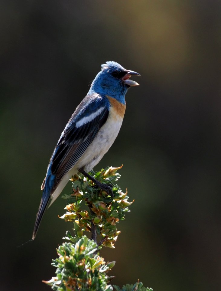 Lazuli Bunting crop 8