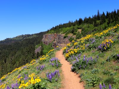 Coyote Wall Trail in WA photo