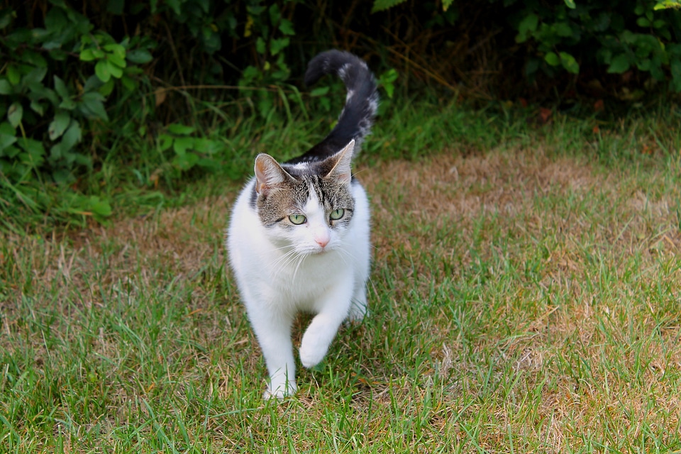 Spotted animals nature