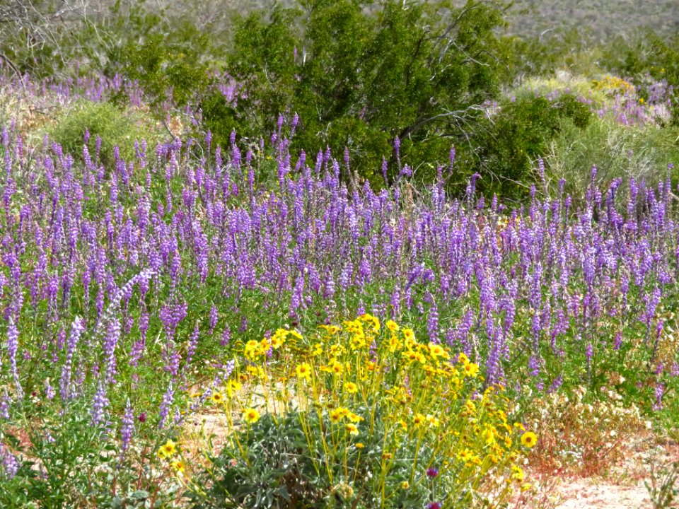 Wildflowers at Joshua Tree NP in CA
