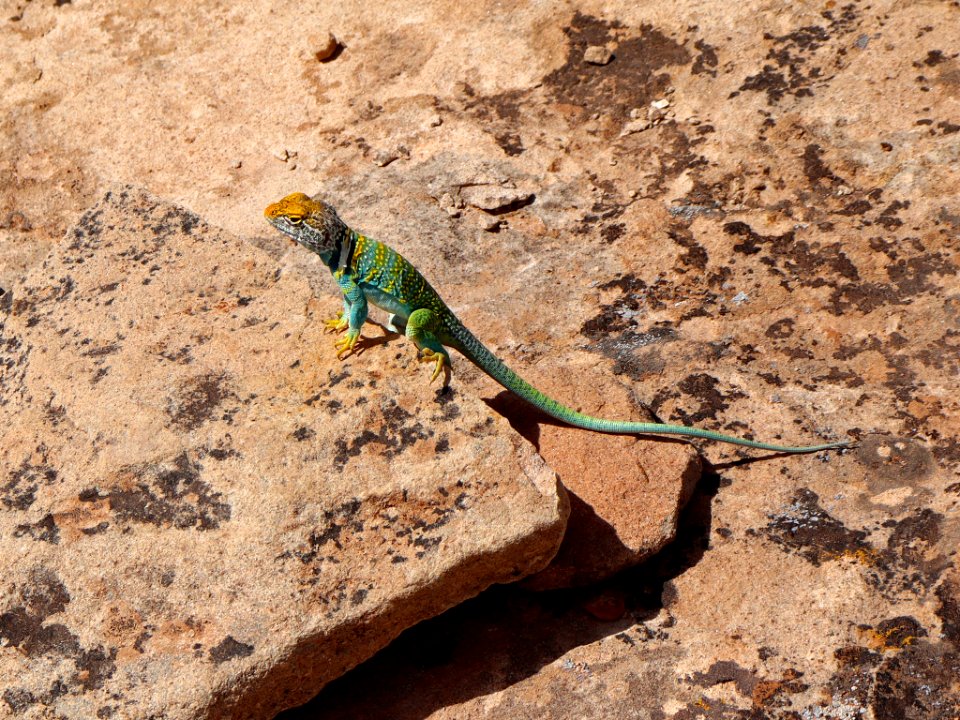 Collared Lizard at Hovenweep NM in UT