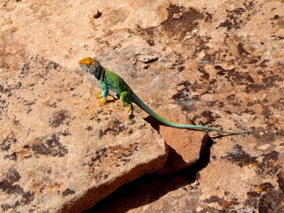 Collared Lizard at Hovenweep NM in UT