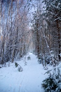 Winter forest path photo